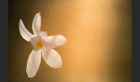 Späte Narzisse (Narcissus serotinus)