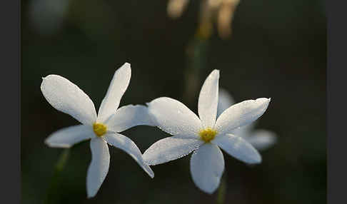 Späte Narzisse (Narcissus serotinus)