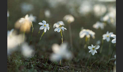 Späte Narzisse (Narcissus serotinus)