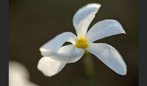 Späte Narzisse (Narcissus serotinus)