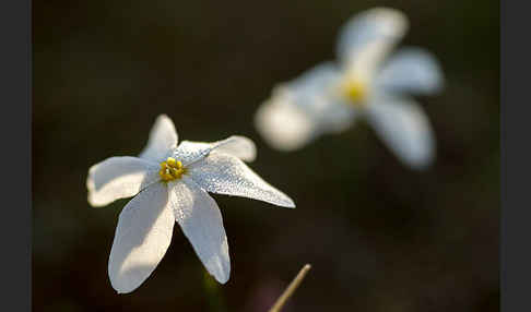 Späte Narzisse (Narcissus serotinus)