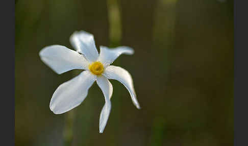 Späte Narzisse (Narcissus serotinus)