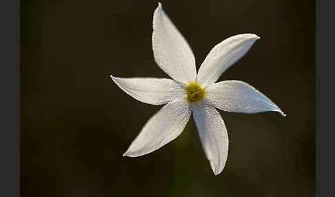 Späte Narzisse (Narcissus serotinus)