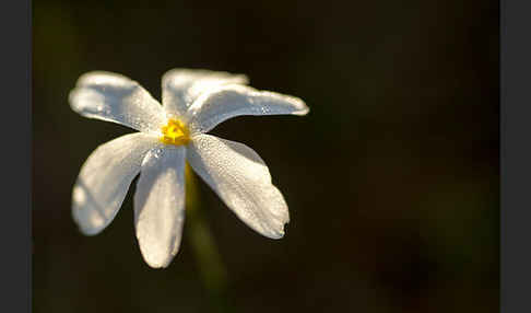 Späte Narzisse (Narcissus serotinus)