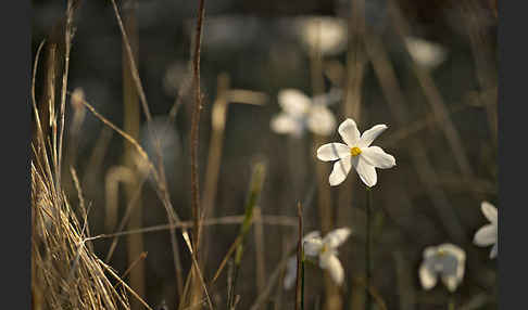 Späte Narzisse (Narcissus serotinus)