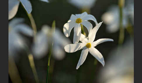 Späte Narzisse (Narcissus serotinus)