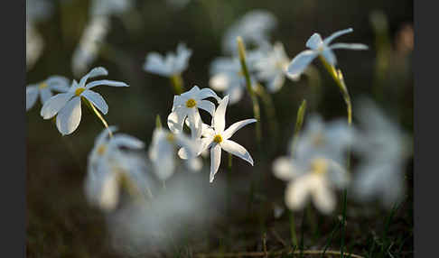 Späte Narzisse (Narcissus serotinus)