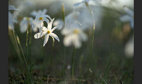 Späte Narzisse (Narcissus serotinus)