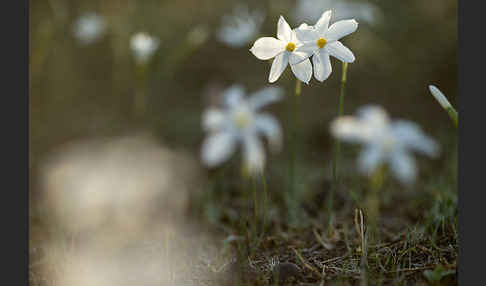 Späte Narzisse (Narcissus serotinus)