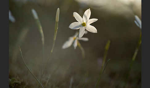 Späte Narzisse (Narcissus serotinus)