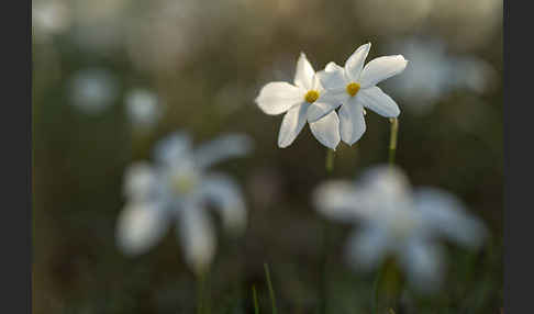 Späte Narzisse (Narcissus serotinus)