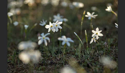 Späte Narzisse (Narcissus serotinus)