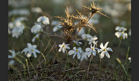 Späte Narzisse (Narcissus serotinus)