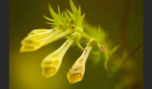 Wiesen-Wachtelweizen (Melampyrum pratense)