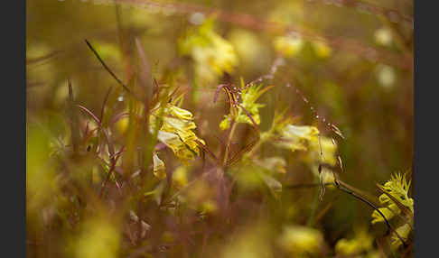 Wiesen-Wachtelweizen (Melampyrum pratense)