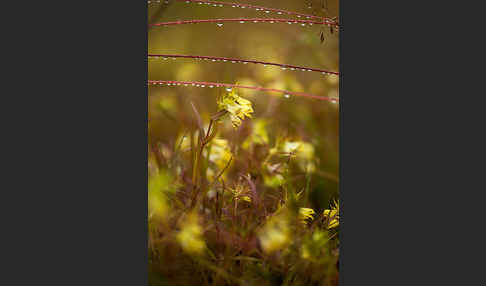 Wiesen-Wachtelweizen (Melampyrum pratense)