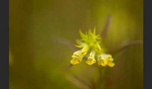 Wiesen-Wachtelweizen (Melampyrum pratense)