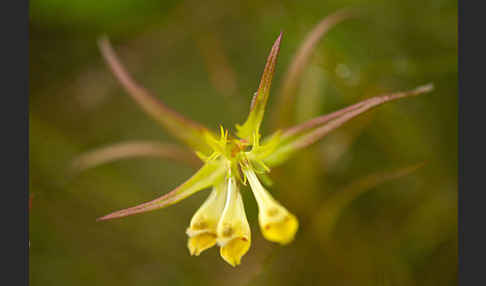 Wiesen-Wachtelweizen (Melampyrum pratense)