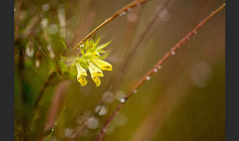 Wiesen-Wachtelweizen (Melampyrum pratense)