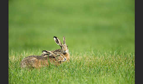 Feldhase (Lepus europaeus)