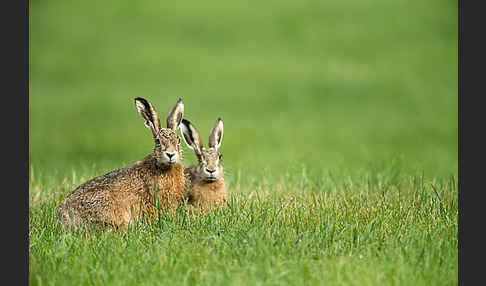 Feldhase (Lepus europaeus)