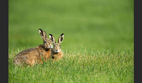 Feldhase (Lepus europaeus)