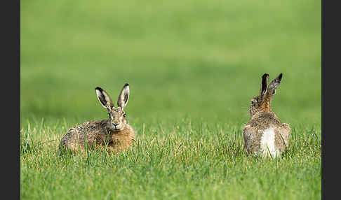 Feldhase (Lepus europaeus)