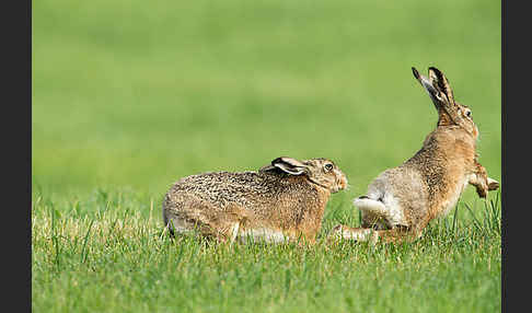 Feldhase (Lepus europaeus)