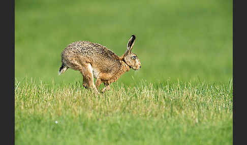 Feldhase (Lepus europaeus)