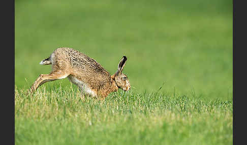 Feldhase (Lepus europaeus)