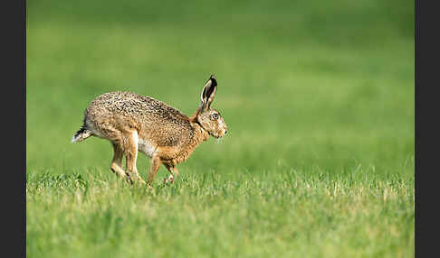 Feldhase (Lepus europaeus)