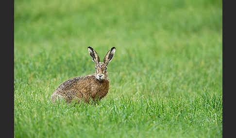 Feldhase (Lepus europaeus)