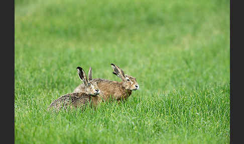 Feldhase (Lepus europaeus)