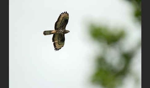 Wespenbussard (Pernis apivorus)