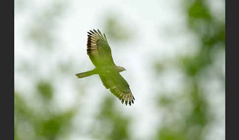 Wespenbussard (Pernis apivorus)