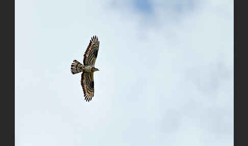 Wespenbussard (Pernis apivorus)