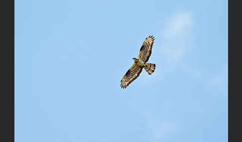 Wespenbussard (Pernis apivorus)