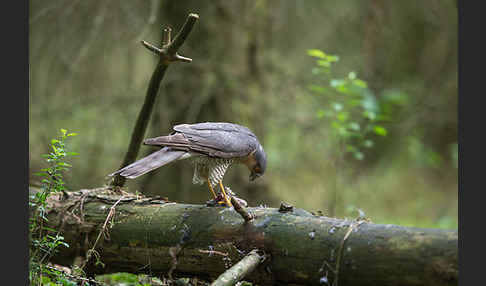 Sperber (Accipiter nisus)