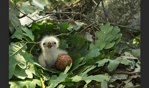 Wespenbussard (Pernis apivorus)