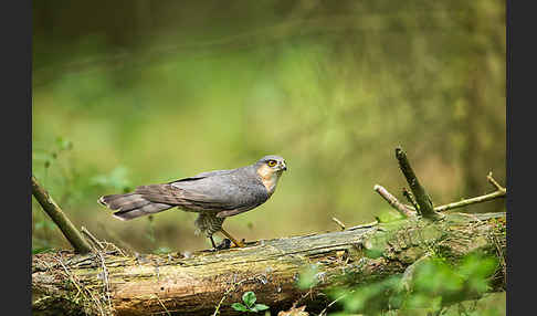 Sperber (Accipiter nisus)