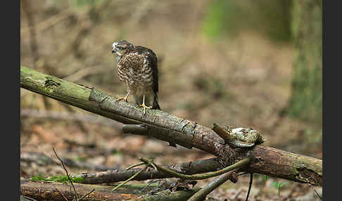 Sperber (Accipiter nisus)