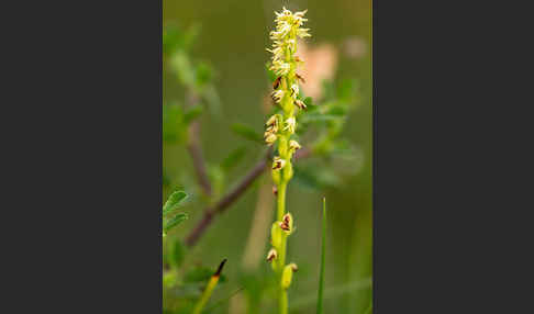 Einknollige Honigorchis (Herminium monorchis)