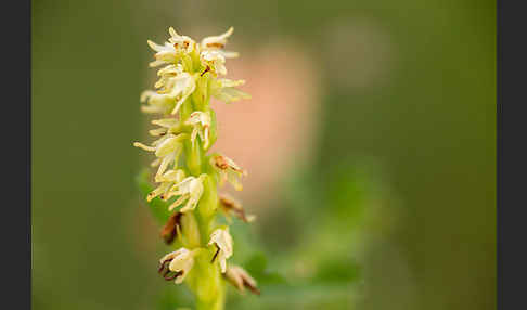 Einknollige Honigorchis (Herminium monorchis)