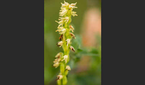 Einknollige Honigorchis (Herminium monorchis)