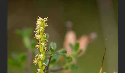 Einknollige Honigorchis (Herminium monorchis)