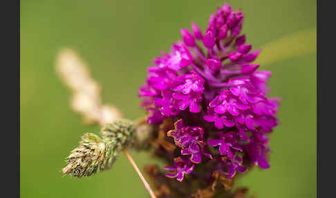 Hundswurz (Anacamptis pyramidalis)