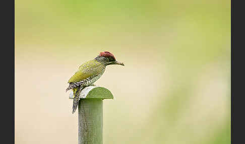 Grünspecht (Picus viridis)