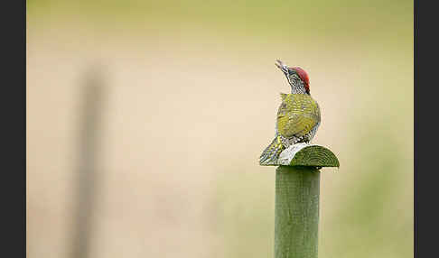 Grünspecht (Picus viridis)