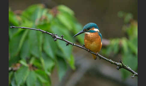 Eisvogel (Alcedo atthis)