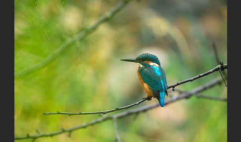 Eisvogel (Alcedo atthis)